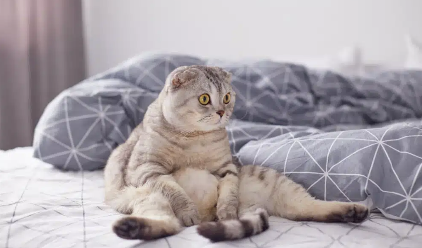 Cat resting at home