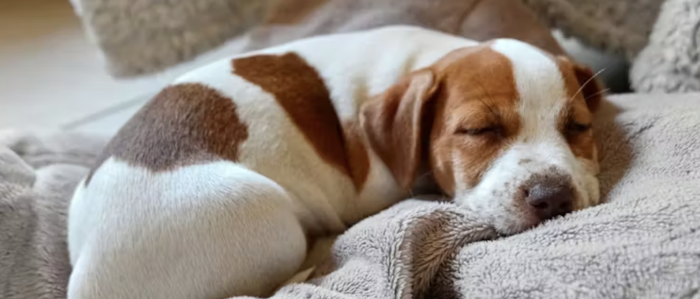 Dog resting indoors